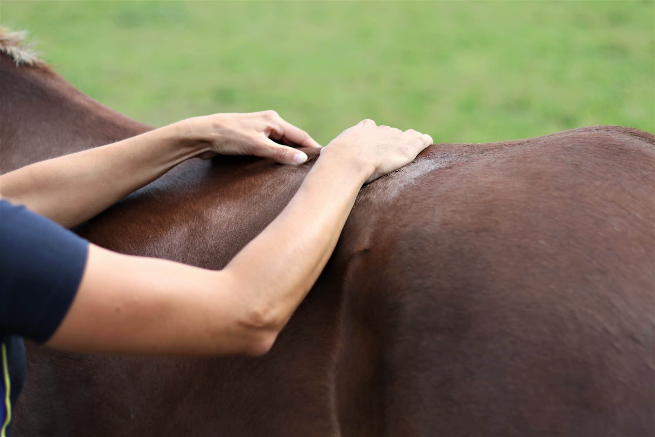 massages voor paarden
